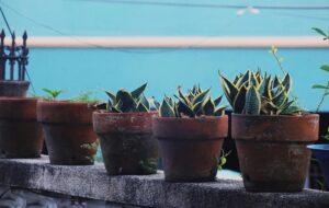 Pet-Friendly Plants for a Safe Green Home
