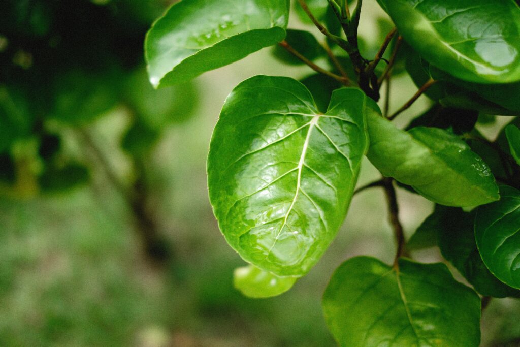 Balfour Aralia Plant